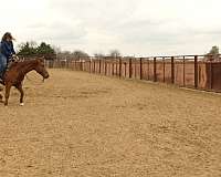 cutting-quarter-horse