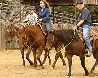 experienced-quarter-horse