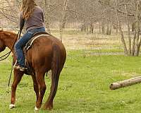 finished-quarter-horse