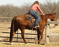 husband-safe-quarter-horse