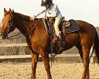 kid-safe-quarter-horse
