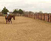 lesson-quarter-horse