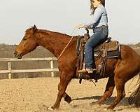 money-winner-quarter-horse