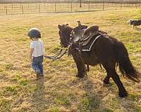 driving-pony