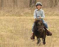 trail-pony