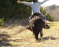 trail-riding-pony