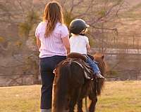 brown-all-around-pony
