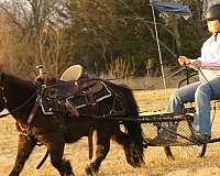 brown-beginner-pony