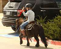 brown-pony-mare