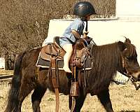 brown-driving-pony