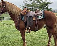 all-around-crossbred-pony