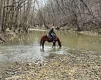 beginner-crossbred-pony
