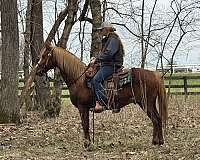 companion-crossbred-pony