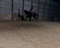 black-quarter-horse-gelding