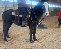 black-blaze-horse