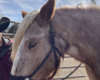 blaze-horse