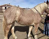 red-roan-blaze-horse