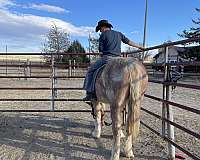 draft-belgian-horse