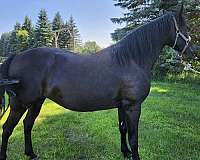 snip-of-white-on-bottom-top-lip-horse