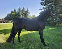 black-snip-of-white-on-bottom-top-lip-horse