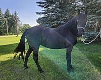 old-blood-tennessee-walking-horse