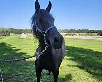 trail-rider-mare