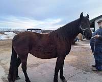 big-boned-tennessee-walking-horse