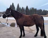 boned-tennessee-walking-horse