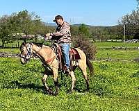buckskin-beginner-trained-horse