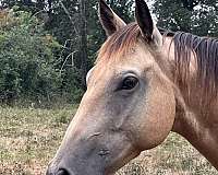 quarter-horse-gelding