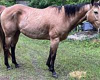 beginner-novice-quarter-horse