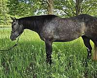 quarter-horse-mare