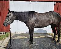 quarter-horse-for-sale