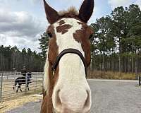 18-hand-belgian-gelding