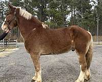 sorrel-belgian-gelding