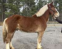 sorrel-gelding-for-sale