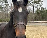 16-hand-draft-mare