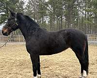 bay-draft-mare