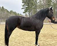 bay-mare-for-sale