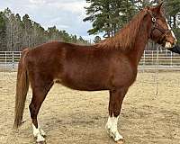 sorrel-mare-for-sale