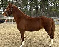 sorrel-draft-mare