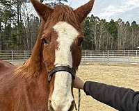 15-hand-draft-mare