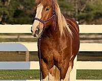 153-hands-draft-horse