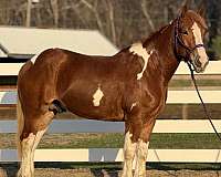 5-years-old-draft-horse