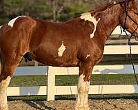 slow-lope-draft-horse