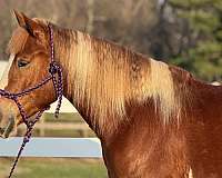 parades-draft-horse