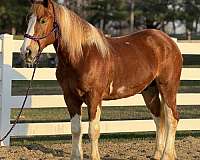weight-carrier-draft-horse