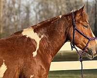 153-hands-horse