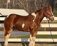 5-years-old-horse
