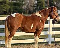 weight-carrier-horse